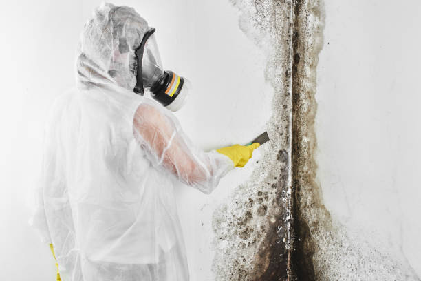 Best Post-Flood Mold Remediation in Beaver, UT