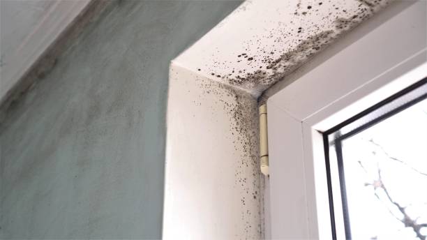 Best Preventive Mold Services in Beaver, UT