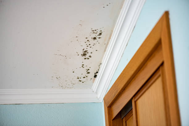 Best DIY Mold Remediation Support Services in Beaver, UT