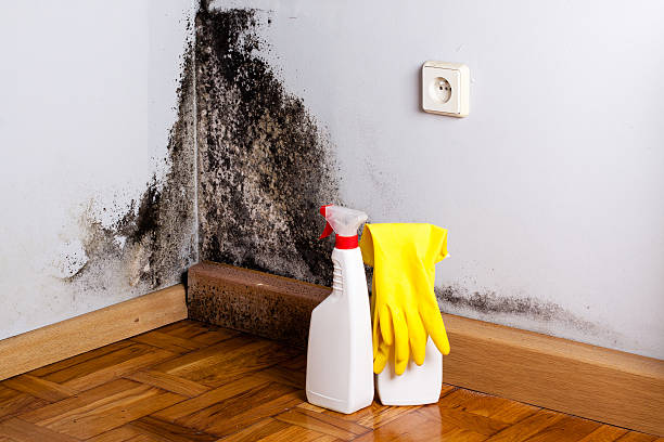 Best Health and Safety Mold Remediation in Beaver, UT